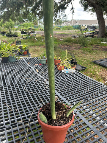 Sansevieria hallii Giant Form Exact Plant  Baseball Bat Sansevieria