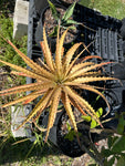 Encholirium spectabile Seed Grown Grown Rare Terrestrial Bromeliad | LARGE