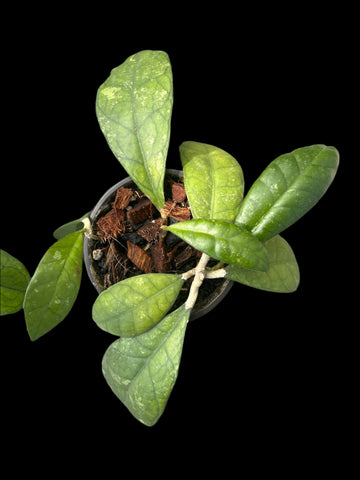 Hoya finlaysonii | Nice Foliage Veins | Exact Plant