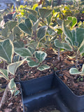 Ficus triangularis Variegated
