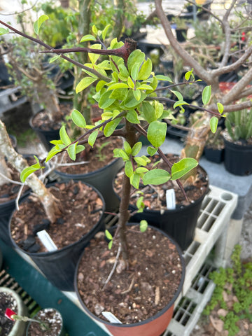 Commiphora rostrata v reflexa | RARE Large Specimen Myrrh Tree