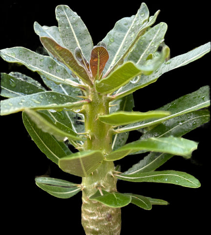 Pachypodium rosulatum ssp rosulatum | Madagascar Palm Caudex Type | 4” pots