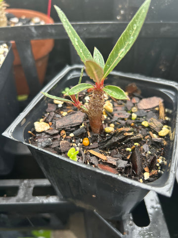 Pachypodium baronii baronii | Seed Grown 4” Pots