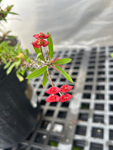 Euphorbia millii hybrid Specimen | Madagascar Hybrid