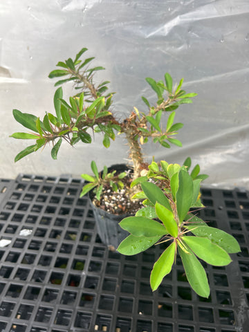 Euphorbia croizatii x millii hybrid Specimen | Madagascar Hybrid