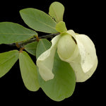 Paw Paw Tree | Asimina obovata | Florida Endemic Native Fruit Tree