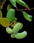 Asimina obovata Paw Paw Tree