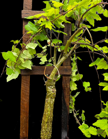 Adenia epigea Specimen 1 | Caudex Adenia | Huge Plant