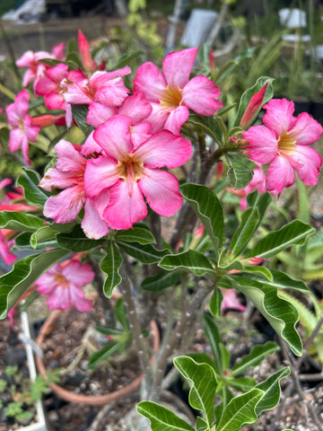 Adenium obesum Bonsai Specimens | Pink Flowers