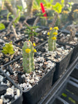 Euphorbia debilispina 1.5" pots