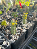 Euphorbia debilispina 1.5" pots