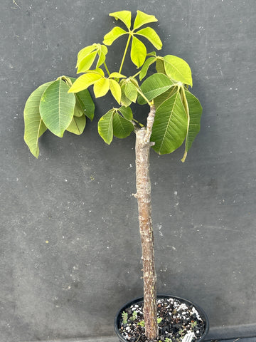 Pseudobombax ellipticum | Rooted Branch | Shaving Brush Tree