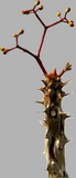 Euphorbia aff perrieri Seed grown Madagascar Euphorbia RARE