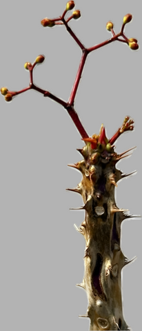 Euphorbia aff perrieri Seed grown Madagascar Euphorbia RARE