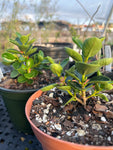 Ficus sp. No ID ex Thailand | Dwarf Species | Miniature Bonsai Ficus