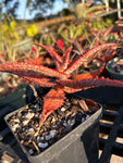 Aloe hybrid Budget Version of TCT Hybrids Specimen 5