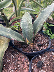Sansevieria cv Dragon Wings | Bhitalae Type | Stock Breeder Specimen 1