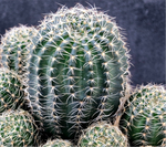 Echinopsis ancistrophora ssp aracantha