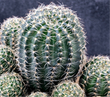 Echinopsis ancistrophora ssp aracantha