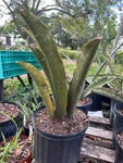 Sansevieria scimitarformis | Stock Breeder Specimen 3 Gallon