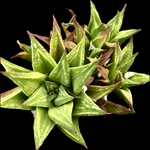 Gasterworthia hybrid | Ox Tongue Succulent