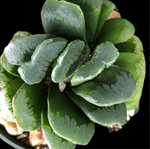 Haworthia truncata hybrid Sizunami