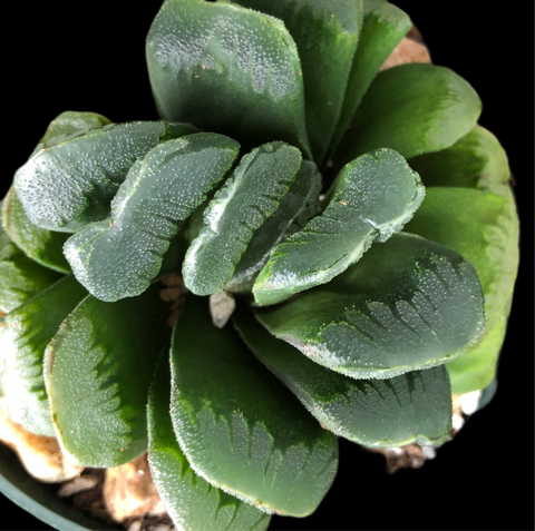 Haworthia truncata hybrid Sizunami