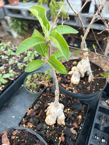 Baseonema gregorii | Large Specimens 1 gallon