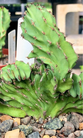 Euphorbia kibwezensis crested 4" pots Rare Crested Succulent