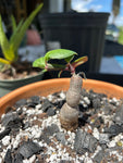 Monadenium rhizophora x Monadenium rubellum hybrid | Euphorbia Caudex Forming Dwarf Succulent