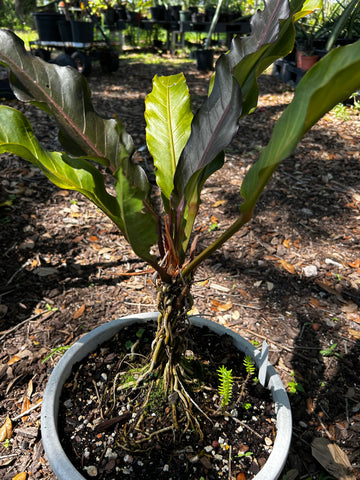 Anthurium Black Leaf | Personal Stock Plant