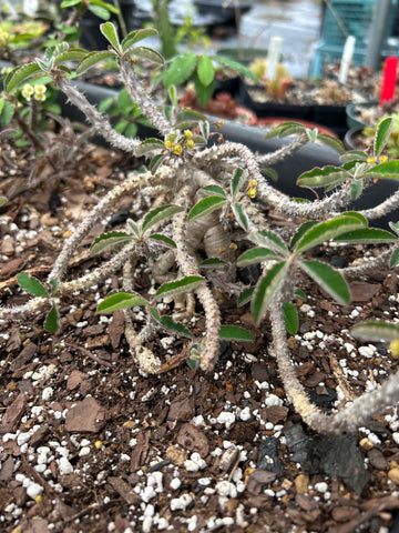 Euphorbia razafindratsirae Specimens