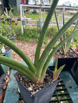 Sansevieria rhodesiana Pink Form | Fan Shaped Dracaena
