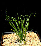 Albuca foetida 4" Curly Leaf Bulb
