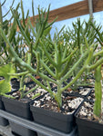 Euphorbia hybrid 'Briar Patch' | Hybrid of Euphorbia tirucalli x stenoclada