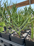 Euphorbia hybrid 'Briar Patch' | Hybrid of Euphorbia tirucalli x stenoclada
