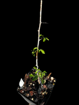 Commiphora glandulosa | Myrrh Tree | Easy Bonsai Tree