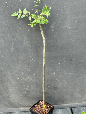 Commiphora pseudopaolii | Rare Myrrh Tree | 5” Pots
