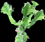 Euphorbia grandicornis | Large Candelabra Euphorbia | 1 gallon