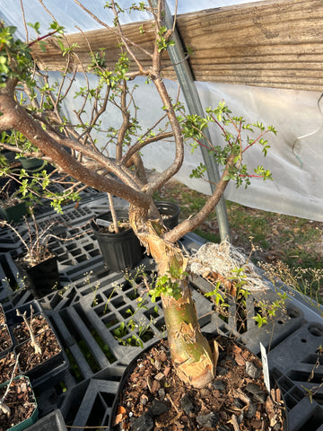 Bursera cf aptera | Rare New World Frankincense Tree | Large Specimen 3 Gallon