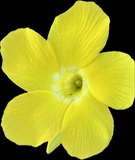 Pachypodium bicolor Seed grown rare Madagascar Palm Caudex Species