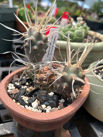 Tephrocactus papyracanthus