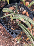 Sansevieria Modern Stripe Indonesia | Exact Plant