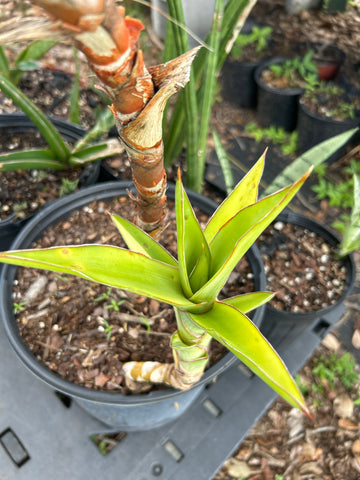 Sansevieria dumetescens Variegated Specimen | Stock Breeder Plant