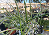 Cynanchum luteifluens | Madagascar Leafless Succulent | Hanging Basket Milkweed