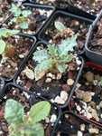 Dorstenia horwoodii | Dwarf Caudex Plant | 2" Pots Seed Grown