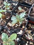 Dorstenia horwoodii | Dwarf Caudex Plant | 2" Pots Seed Grown