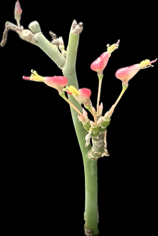 Pedilanthus macrocarpus  Blue Form Devils Walking Stick