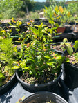 Simpson's Stopper | Myrcianthes fragrans | Florida Native Flowering Shrub | Seed Grown