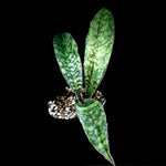 Sansevieria sp India ‘Tiger Blue’